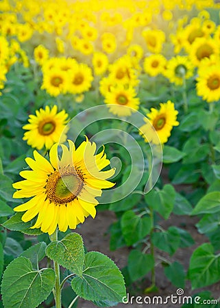Sun flowers field with sun light effect,natural background concept,agricutural concept. Stock Photo