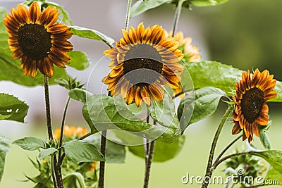 Sun flowers in the garden. grown in the midwest. Stock Photo