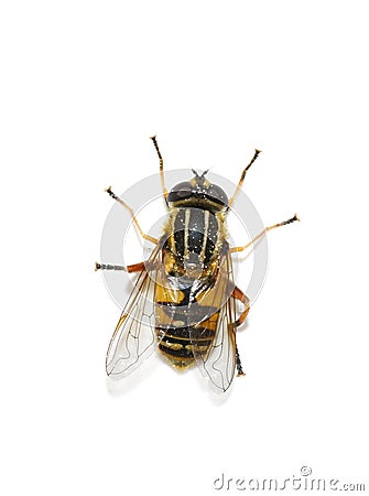 Sun fly Heliophilus pendulus isolated on white Stock Photo