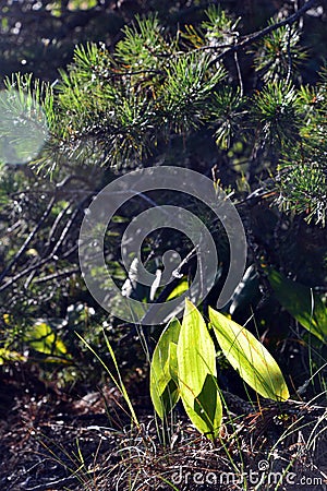 Sun glare in foliage Stock Photo