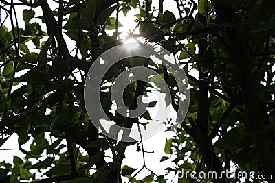 The sun at sunset comes through the branches of lilac and leaves. Shallow depth of field Stock Photo