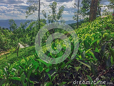 Tea leaves with the shiny sunlight Stock Photo