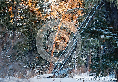 The sun illuminates the winter tree the snow melted Stock Photo