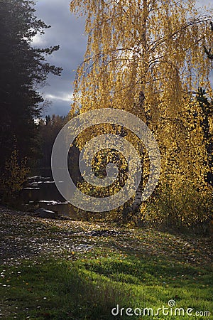 The sun illuminates the yellowed leaves on the birch tree, standing on the shore of the forest lake Stock Photo