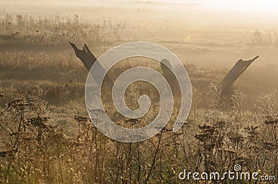 Early sunrise with ground fog and clear skies. Stock Photo