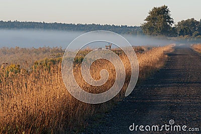 Early sunrise with ground fog and clear skies. Stock Photo