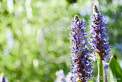 Purple Pickerelweed Blooms Stock Photo