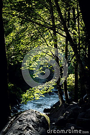 Sun light on leaves and stream Stock Photo