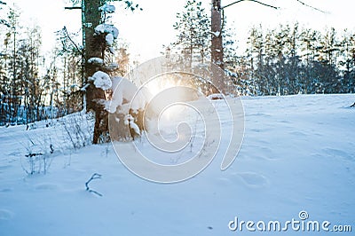 Sun light in the winter forest with white fresh snow and pine trees Stock Photo