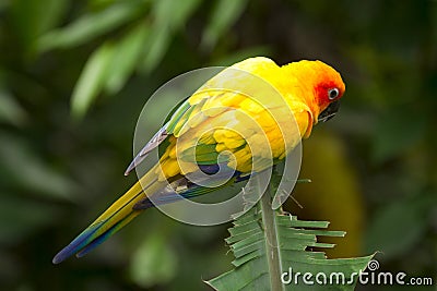 Sun Parakeet Stock Photo