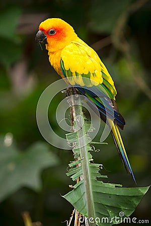 Sun Parakeet Stock Photo