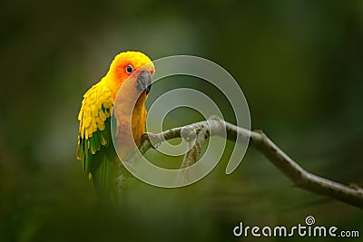 Sun Parakeet, Aratinga solstitialis, rare parrot from Brazil and French Guiana. Portrait yellow green parrot with red head. Bird f Stock Photo