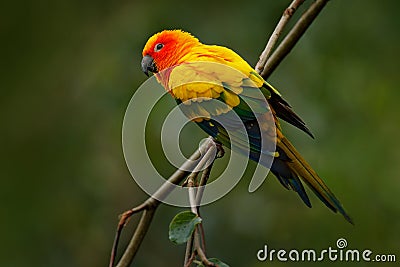 Sun Parakeet, Aratinga solstitialis, rare parrot from Brazil and French Guiana. Portrait yellow green parrot with red head. Birrd Stock Photo