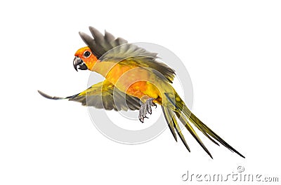 Sun parakeet, bird, Aratinga solstitialis, flying, isolated Stock Photo