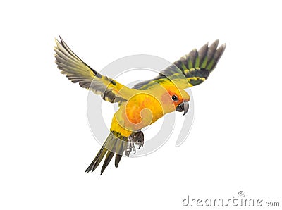 Sun parakeet, bird, Aratinga solstitialis, flying, isolated Stock Photo