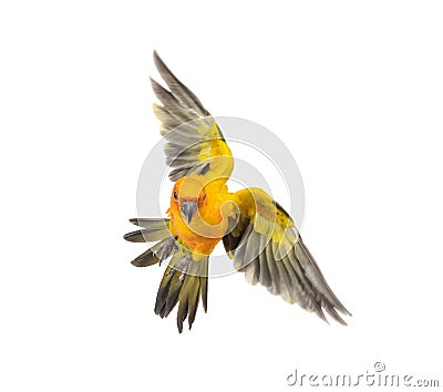 Sun parakeet, bird, Aratinga solstitialis, flying, isolated Stock Photo