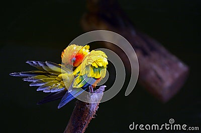 Sun parakeet cleans up Stock Photo