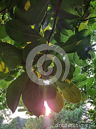 Sun peeking through tree leaves at sunset Stock Photo