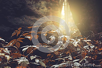 Sun piercing through the cracks of rocks, autumn Stock Photo