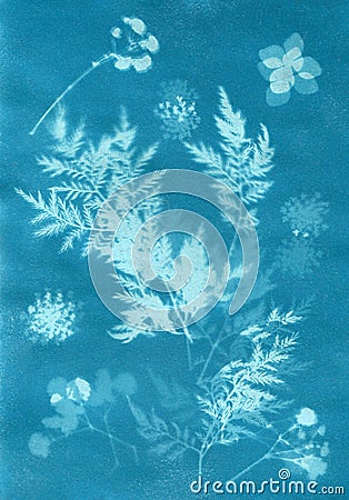 Sun-printing or cyanotype process. Floral patter created with cyanotype technique Stock Photo