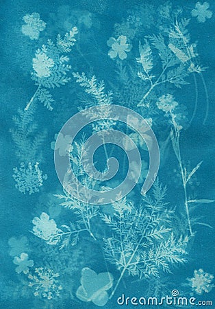 Sun-printing or cyanotype process. Floral patter created with cyanotype technique Stock Photo