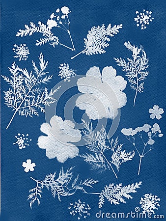 Sun printing, cyanotype process. Floral pattern on watercolor paper. Stock Photo