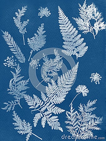 Sun printing, cyanotype process. Floral pattern on watercolor paper. Stock Photo