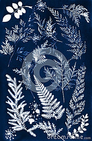 Sun printing, cyanotype process. Floral pattern on watercolor paper. Stock Photo