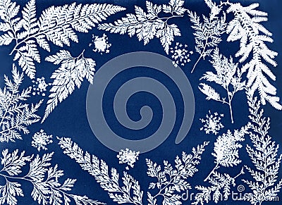 Sun printing or cyanotype process. Frost and floral background Stock Photo