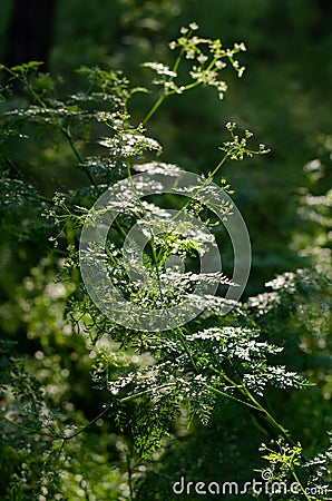 The sun rays through the crowns of trees illuminate the wild grasses. Scrophularia Stock Photo