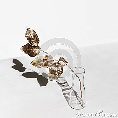 Sun rays entering in room interior with branch of tree with golden painted leaves in glass vase with shadows Stock Photo