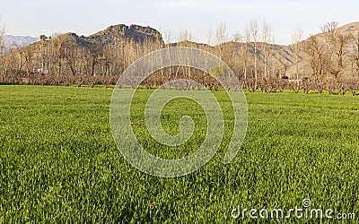 Sun rays following on a leafless trees in the autumn season in sunset or sunrise Stock Photo