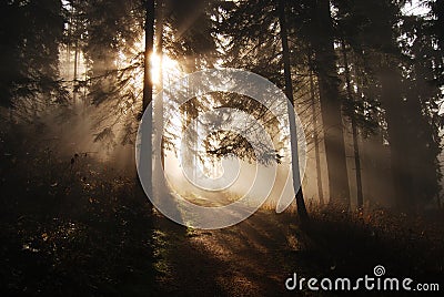 Sun rays in a forest Stock Photo