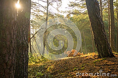 Sun rays in a forest in autumnal colors Stock Photo