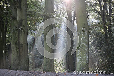 Sun rays in the forest after fog in the morning Stock Photo