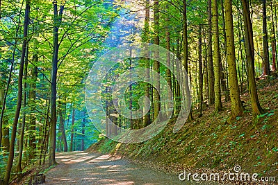 Sun rays in green deciduous forest. Nature Reserve Stock Photo