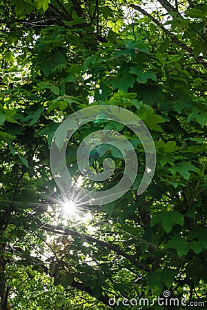 Sun. Rays. Leaves. Tree. Forest. Green Stock Photo