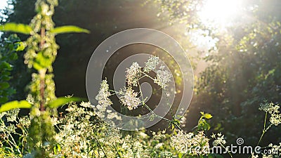 Sun rays make their way through the tree crowns and are reflected in dewdrops on the white flowers. Foggy forest in early summer Stock Photo