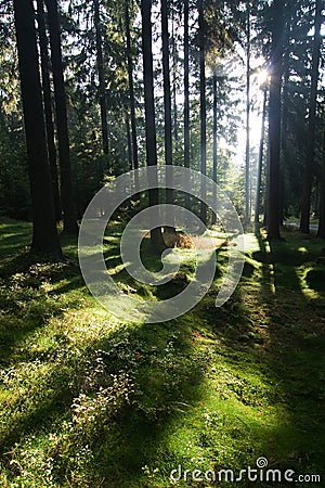 Sun rays in the morning forest Stock Photo