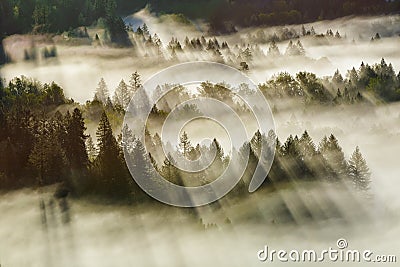 Sun Rays Over Foggy Oregon Forest early morning Stock Photo