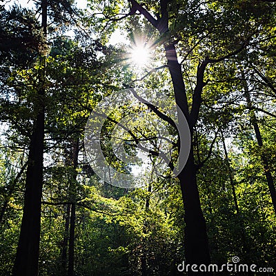 Sun rays pass through crowns of trees in forest Stock Photo