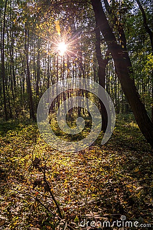 Sun rays passing through the trees in autumn time. Stock Photo