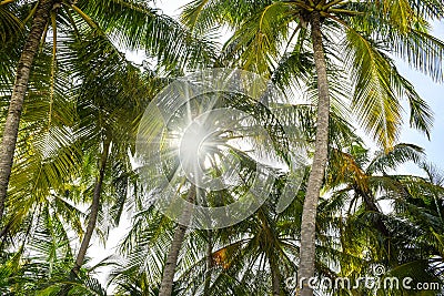 Sun rays penetrating through green palm tree leaves Stock Photo