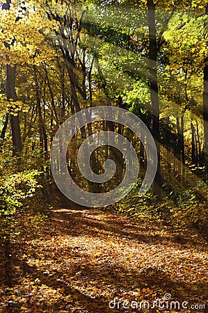 Sun Rays Shining into Forest Stock Photo