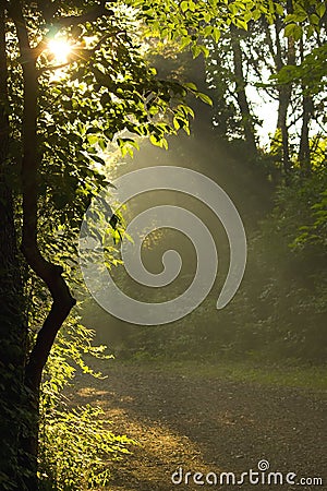 Sun rays shining through trees Stock Photo