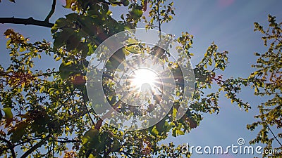 Sun rays tree. Blue sky. Green leaves. Bright sun rays effect flare Stock Photo