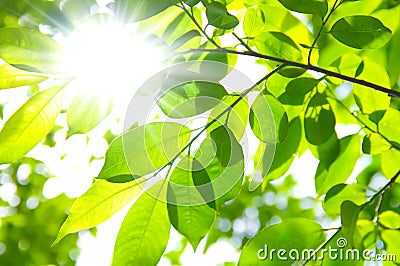 SUN RAYS THROUGH TREE BRANCHES Stock Photo