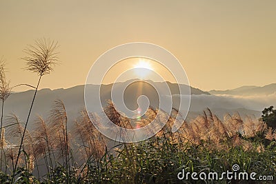 Sun rise landscape with Miscanthus at front Stock Photo