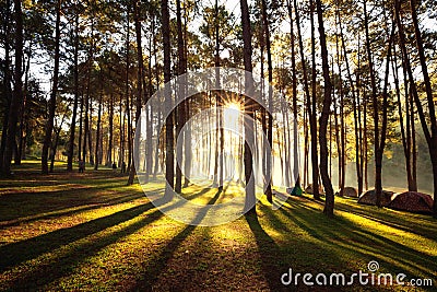 Sun rise at Pang-ung, Pine forest in Thailand. Popular place for Set up the tent, camping and travel Stock Photo