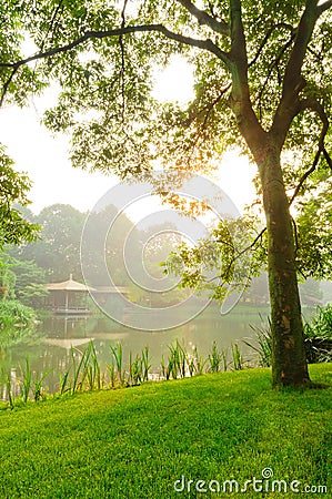 The sun rises behind the trees Stock Photo